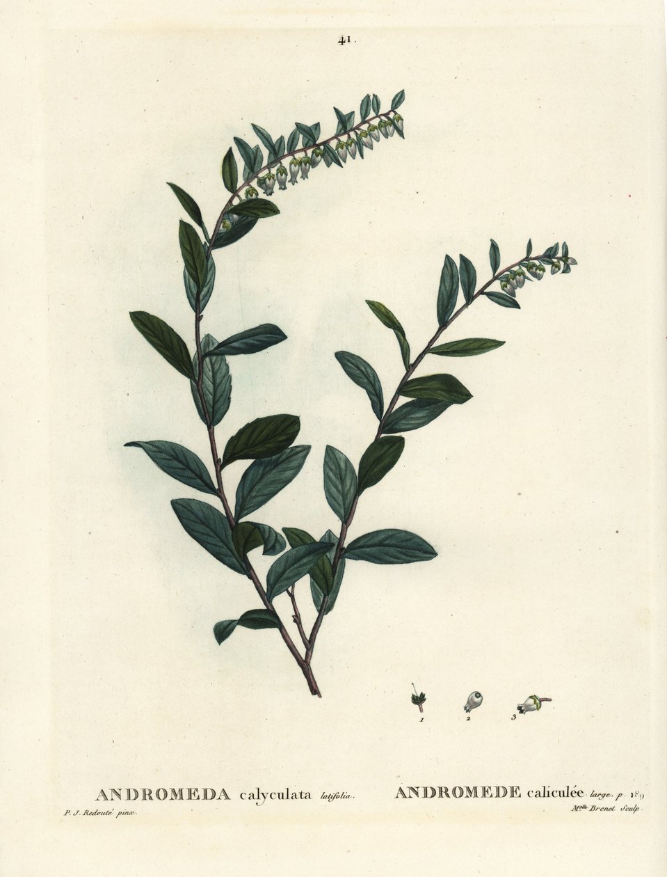 Folha de couro, Chamaedaphne calyculata (Andromeda calyculata). Gravura de agulha colorida por Miss Brenet após uma ilustração de Pierre-Joseph Redoute de Henri Louis Duhamel du Moncel