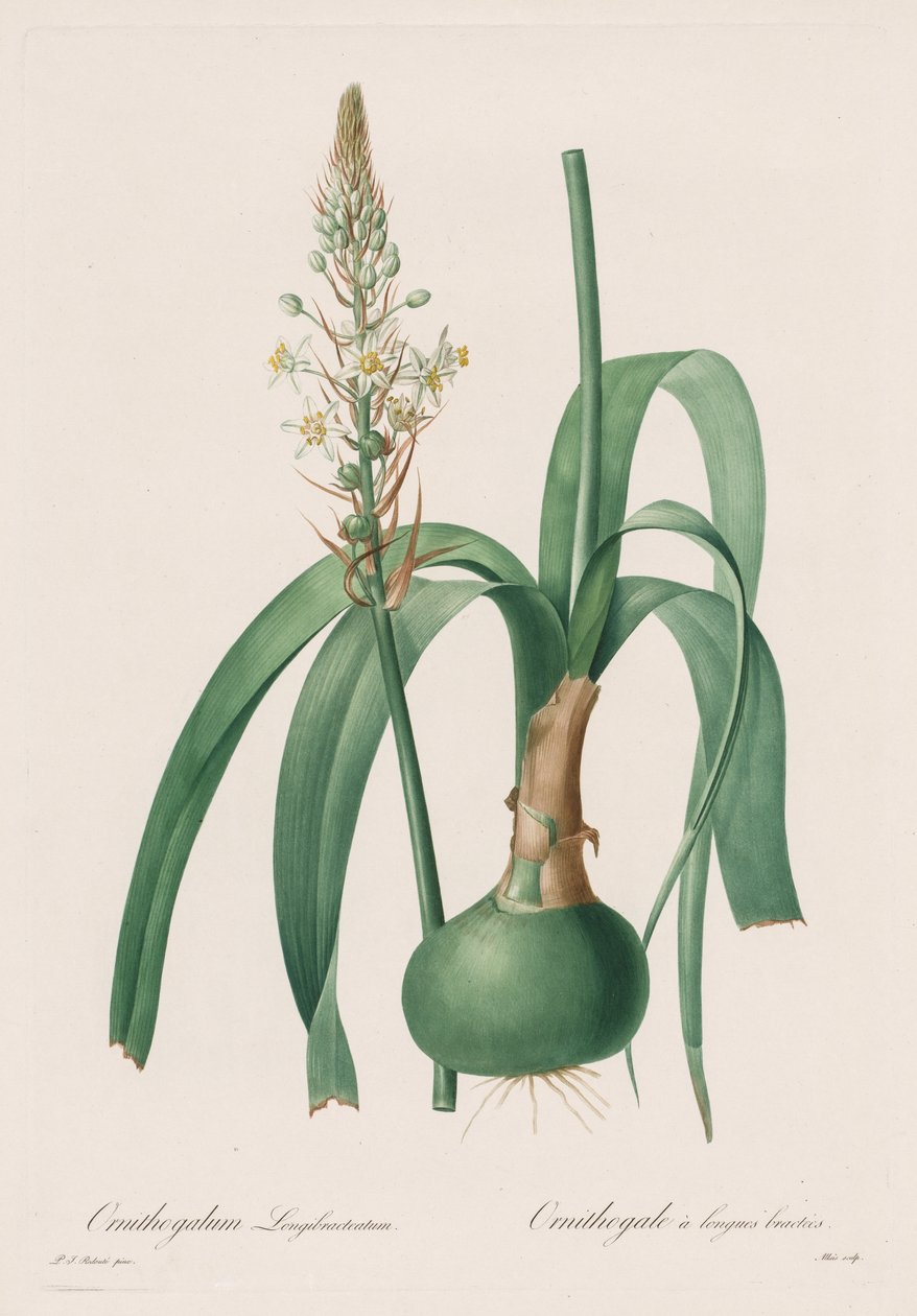 Les Liliacées: Ornithogalum longibracteatum de Pierre Joseph Redouté