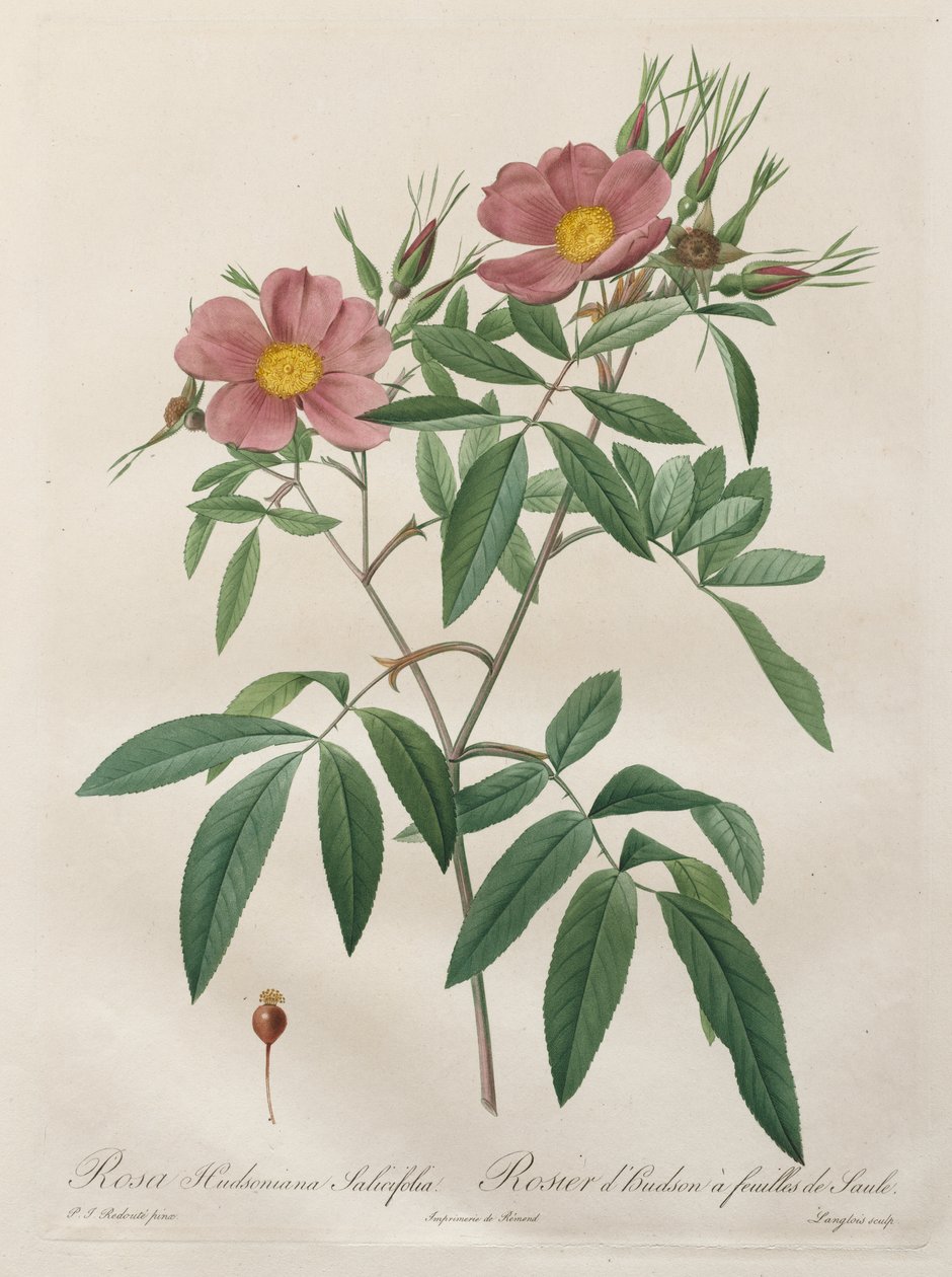 Les Roses: Rosa Hudsoniana Salicifolia de Pierre Joseph Redouté