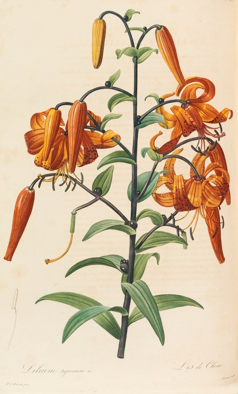 Lilacs, 1804-1815. de Pierre Joseph Redouté