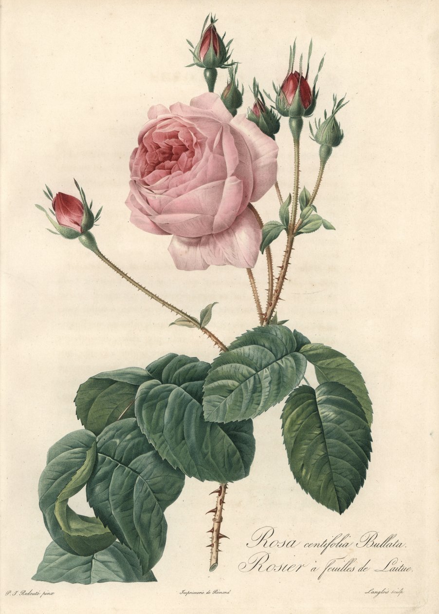 Eau forte de Langlois, baseado numa ilustração de Pierre Joseph Redoute (1759-1840), de Les Roses de Pierre Joseph Redouté