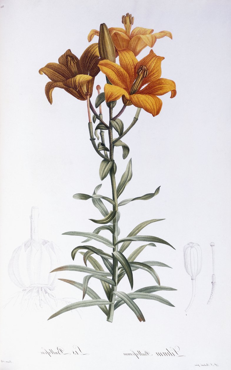 Lilium davidii de Pierre Joseph Redouté