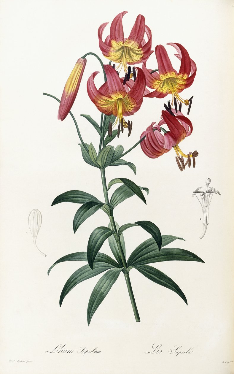 O orgulho de Lilly, 1805-1816 de Pierre Joseph Redouté