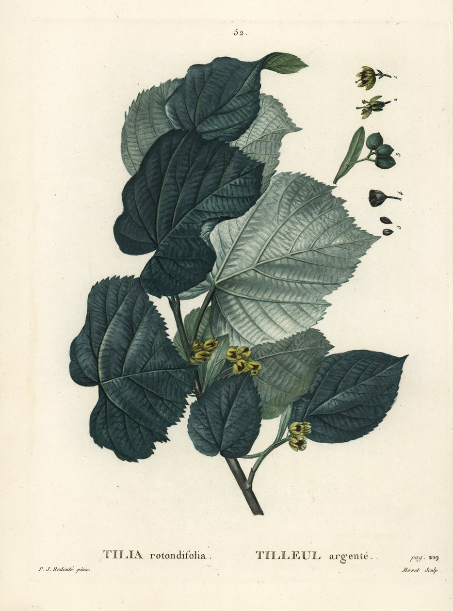 Limeiras, Tilia rotundifolia. Gravura de um estilete colorido por Moret após uma ilustração de Pierre-Joseph Redoute, de Henri Louis Duhamel du Moncel