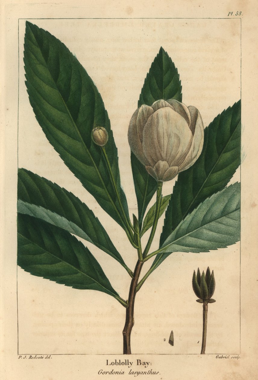 Loblolly bay, Gordonia lasyanthus (gravura) de Pierre Joseph Redouté