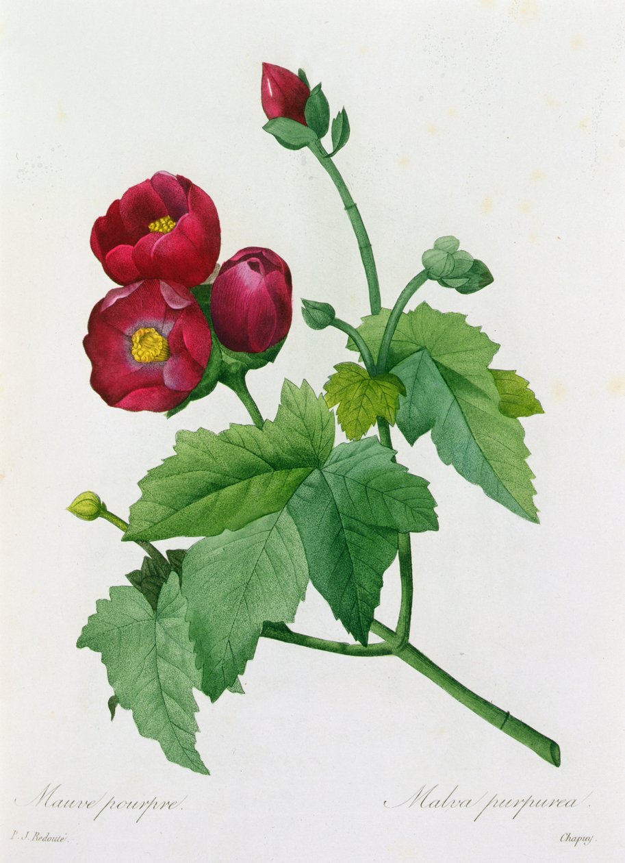 Malva Purpurea (gravura colorida) de Pierre Joseph Redouté