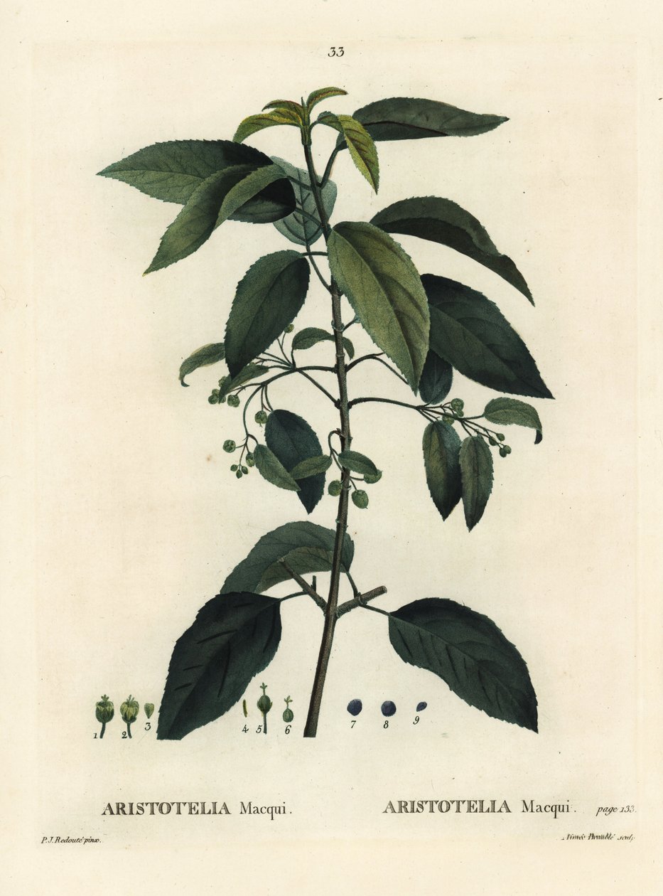 Maqui ou groselha chilena, Aristotelia chilensis (Aristotelia macqui). Gravura de agulha colorida por Aimee depois de uma ilustração de Pierre-Joseph Redoute de Henri Louis Duhamel du Moncel