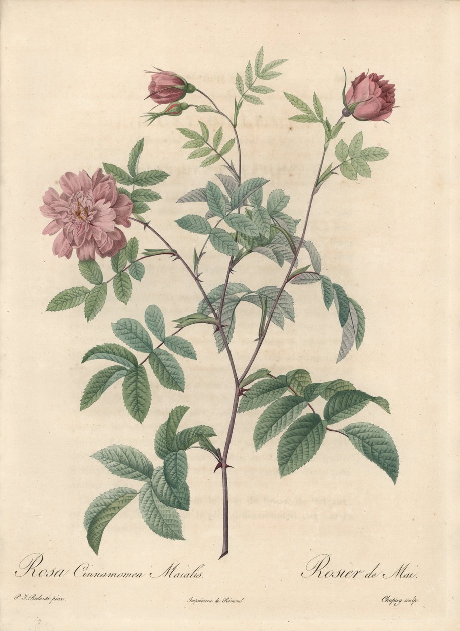 Rosa de Maio ou rosa de canela - Eau forte de Chapuy, de uma ilustração de Pierre Joseph Redoute (1759-1840), extrato de Les Roses de Pierre Joseph Redouté