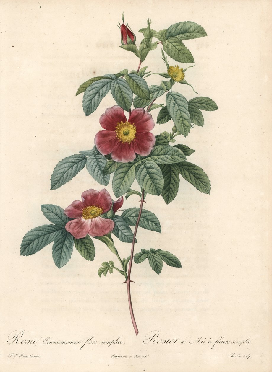 May rose ou canela de rosa uma flor simples - Eau forte de Charlin, de uma ilustração de Pierre Joseph Redoute (1759-1840), de Les Roses de Pierre Joseph Redouté
