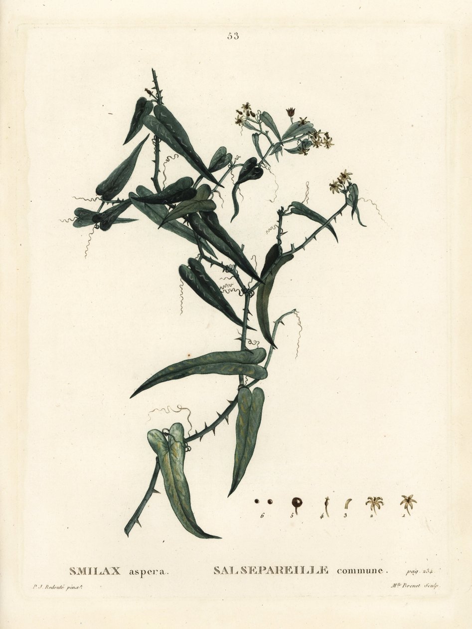 Smilax mediterrânico, Smilax aspera. Gravura de agulha colorida por Miss Brenet após ilustração de Pierre-Joseph Redoute, de Henri Louis Duhamel du Moncel