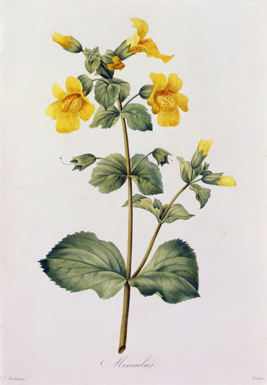 Mimulus (gravura colorida) de Pierre Joseph Redouté