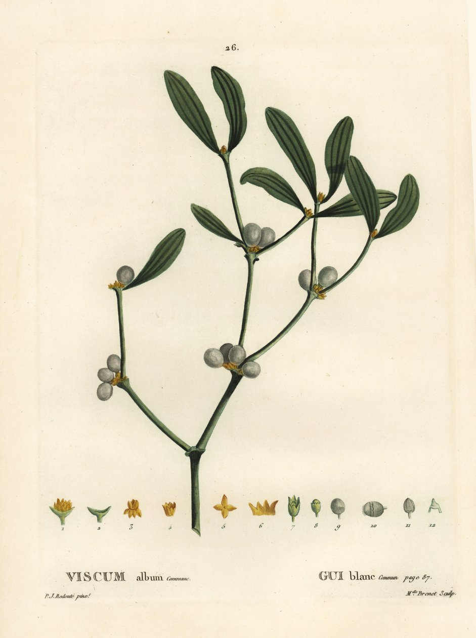 Mistletoe, álbum Visum. Gravura de ponto colorido por Miss Brenet depois de uma ilustração de Pierre-Joseph Redoute, de Henri Louis Duhamel du Moncel