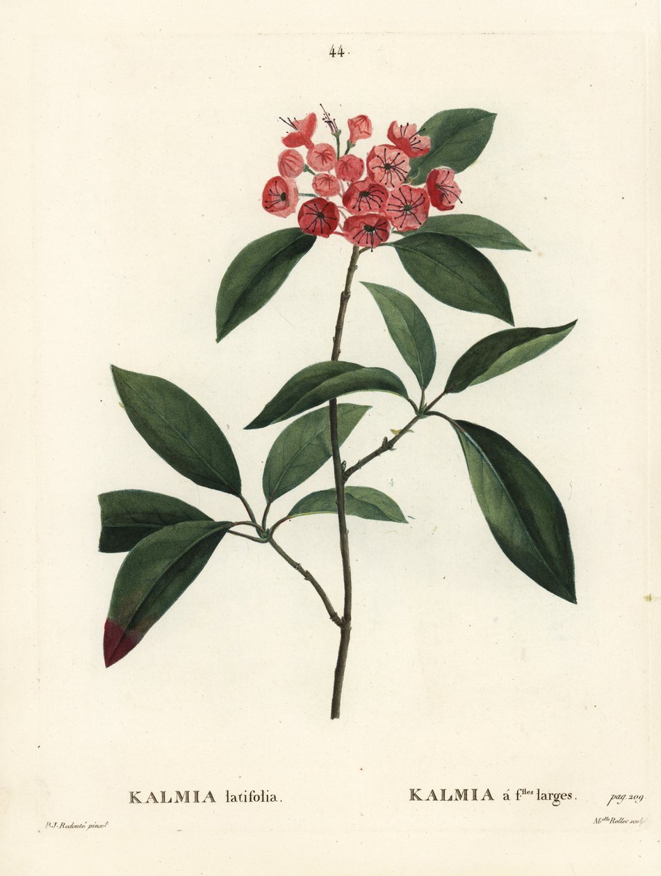 Louro da montanha ou arbusto de calico, Kalmia latifolia. Gravura de agulha colorida por Miss Rollet após uma ilustração de Pierre-Joseph Redoute de Henri Louis Duhamel du Moncel