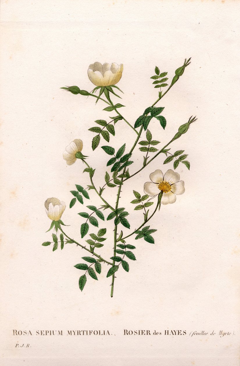 Rosa de murta, Rosa aggrestis, Rose des Hayes com folhas de murta. Gravura em chapa de cobre colorida à mão, de Pierre Joseph Redoute, "Les Roses", Paris de Pierre Joseph Redouté