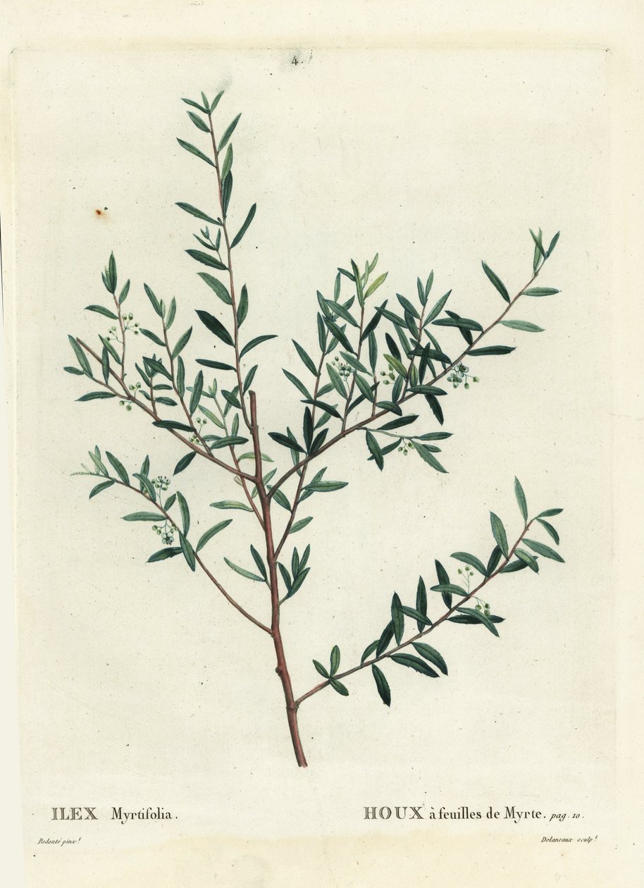 Myrtle holly ou myrtle dahoon, Ilex myrtifolia. Gravura de um estilete colorido por Delaneaux depois de uma ilustração de Pierre-Joseph Redoute de Henri Louis Duhamel du Moncel