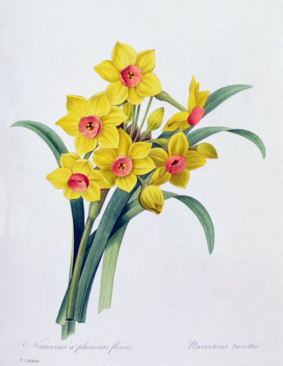 Narcissus Tazetta (gravura colorida) de Pierre Joseph Redouté