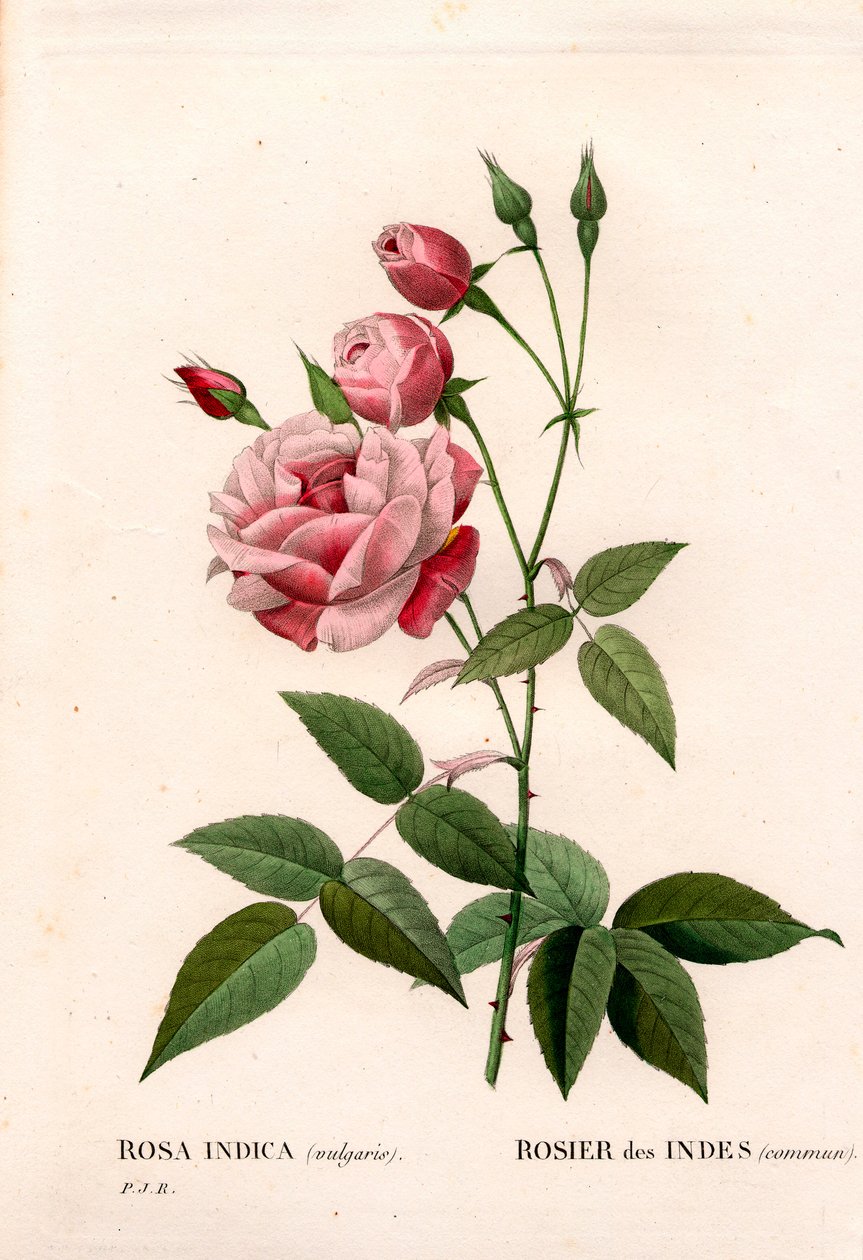 Rosa chinesa, Rosa chinensis, rosa indiana comum. Gravura em chapa de cobre colorida à mão de "Les Roses", de Pierre Joseph Redoute, Paris de Pierre Joseph Redouté