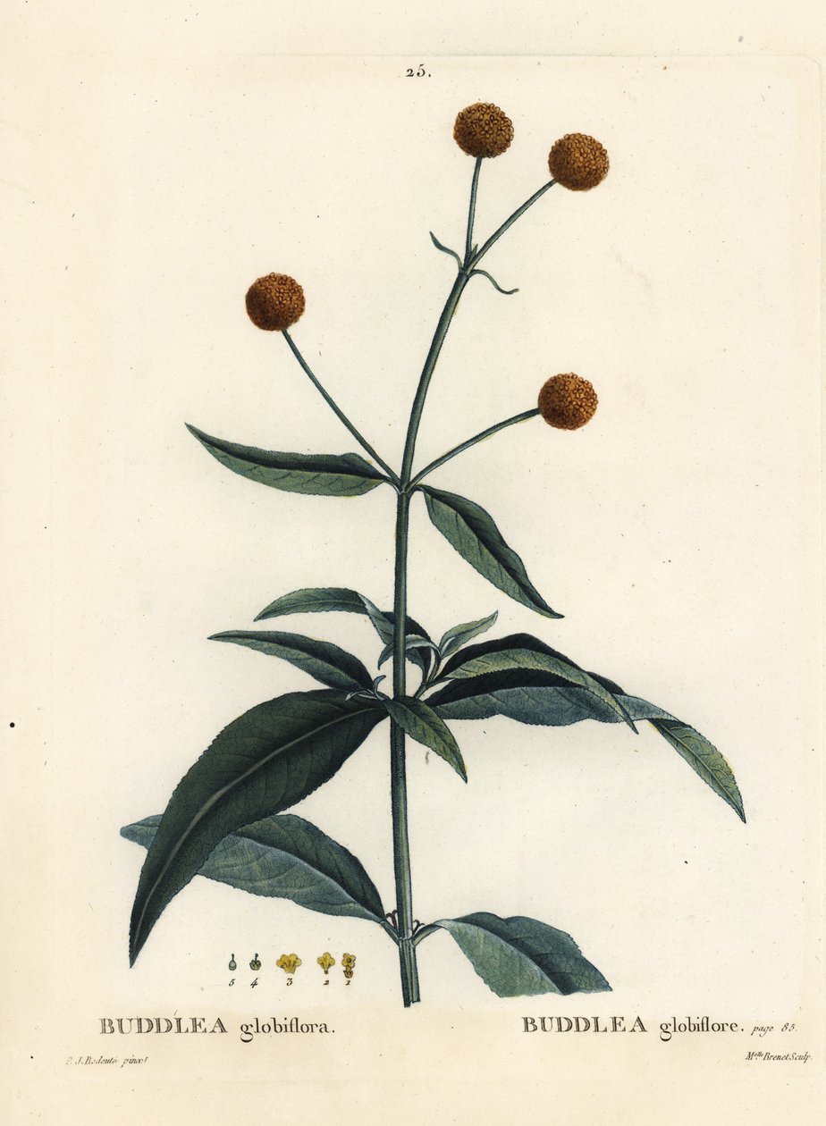 Buddleja globosa (Buddlea globiflora), Buddleja globosa (Buddlea globiflora). Gravura de agulha colorida por Miss Brenet depois de uma ilustração de Pierre-Joseph Redoute de Henri Louis Duhamel du Moncel