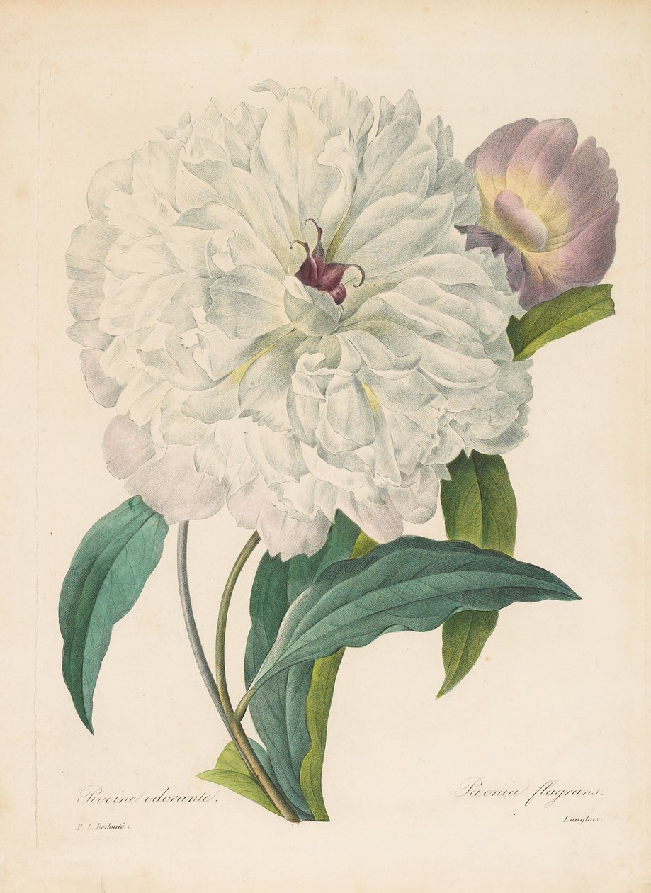 Peônia queimando Peônia, 1827 de Pierre Joseph Redouté