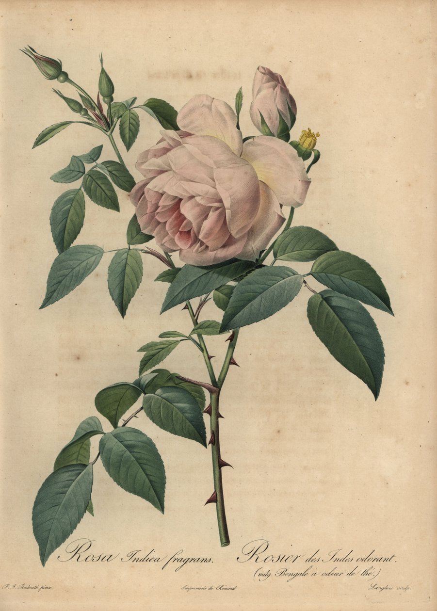 Rosa rosa rosa com aroma de chá, Rosa odorata de Pierre Joseph Redouté