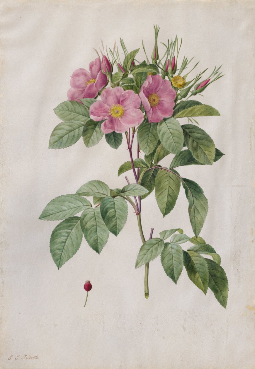 Rosa do pasto (Rosa Carolina Corymbosa) de Pierre Joseph Redouté