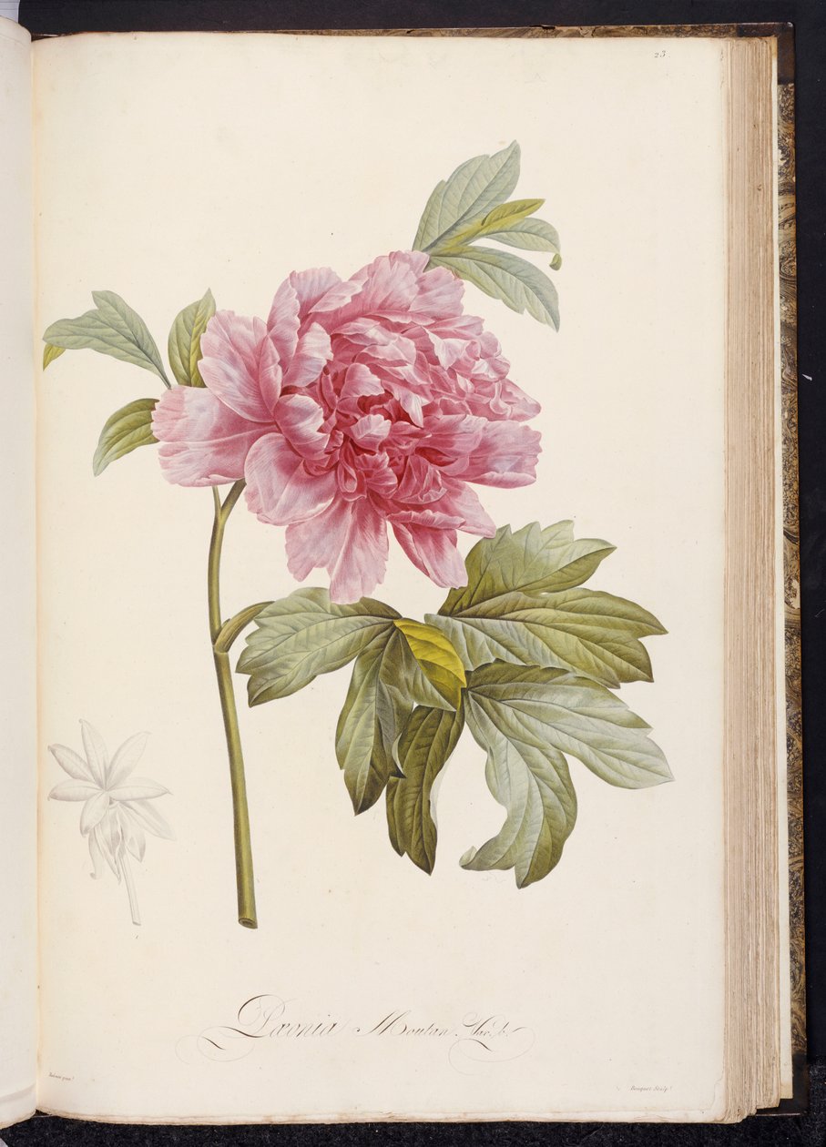 Peônia, de "Descrição de plantas raras e cultivadas em Malmaison e Navarra", de Aime Bonpland, 1812-14 de Pierre Joseph Redouté