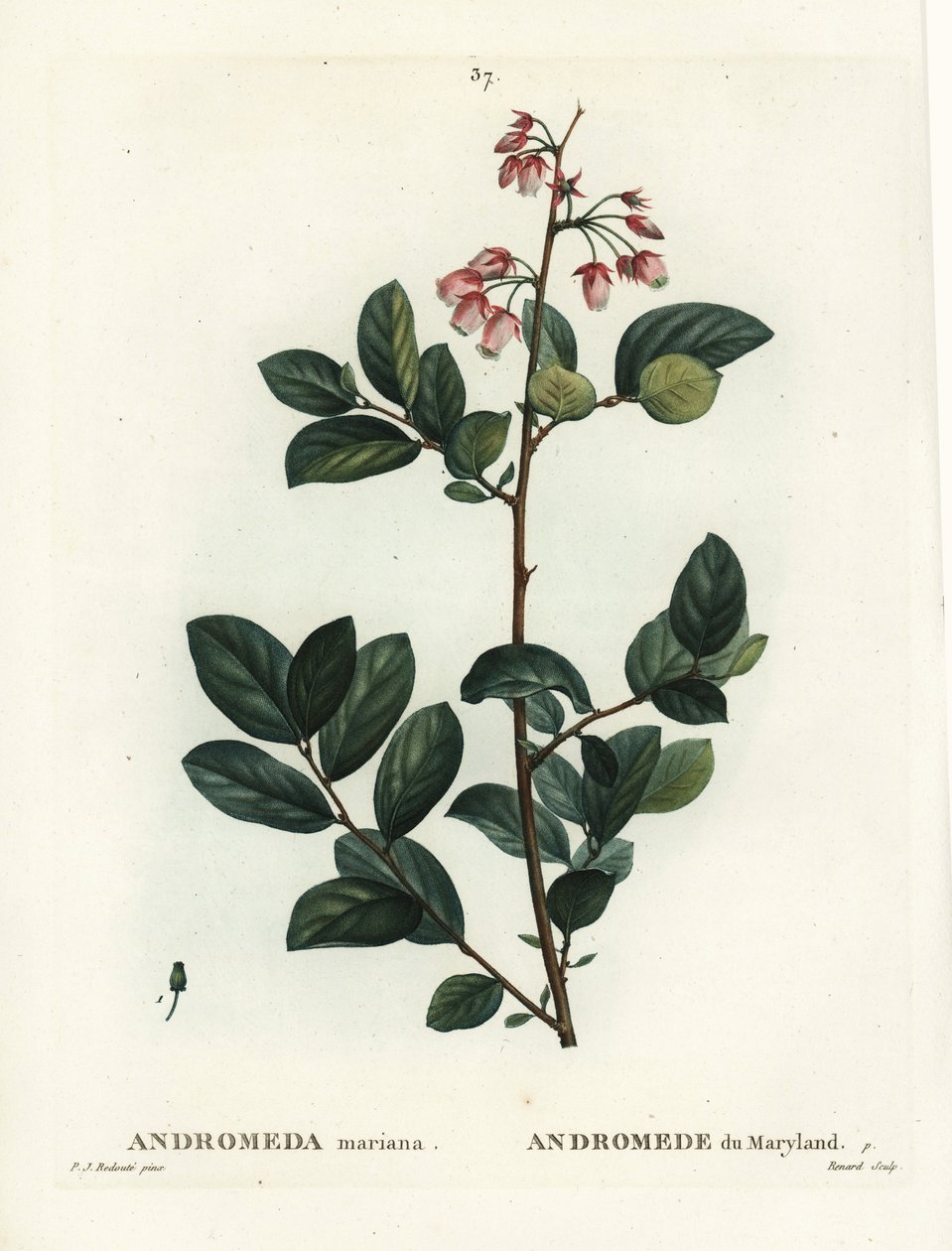 Pieris mariana (Andromeda mariana, Andromede de Maryland). Gravura de ponto colorido por Renard depois de uma ilustração de Pierre-Joseph Redoute de Henri Louis Duhamel du Moncel