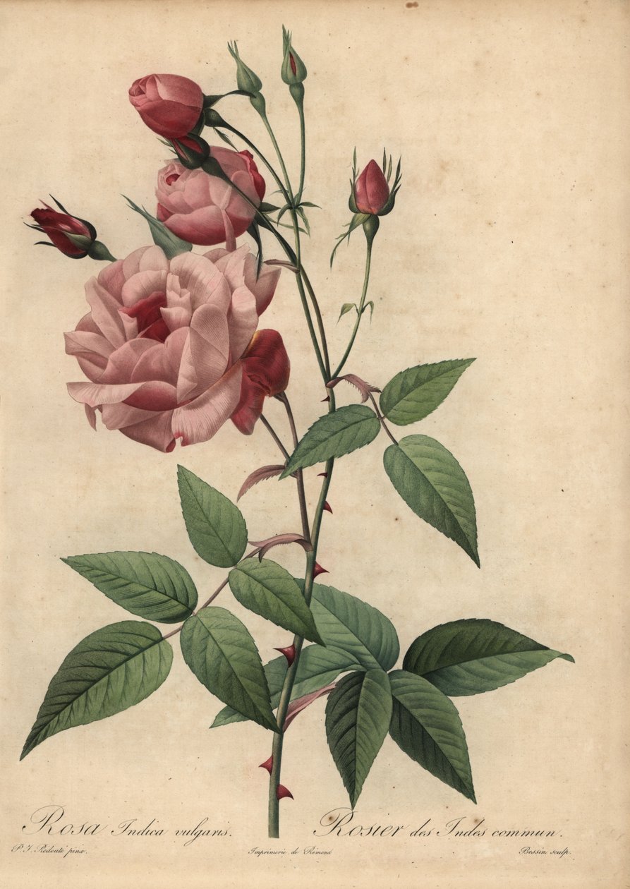 Rosa Rosa da China, Rosa chinensis de Pierre Joseph Redouté