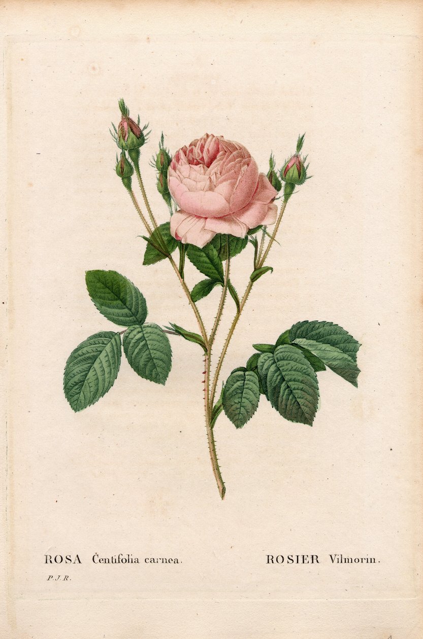 Pink Vilmorin, Rosa centifolia Vilmorin. Gravura em chapa de cobre colorida à mão de "Les Roses", Paris, de Pierre Joseph Redoute de Pierre Joseph Redouté