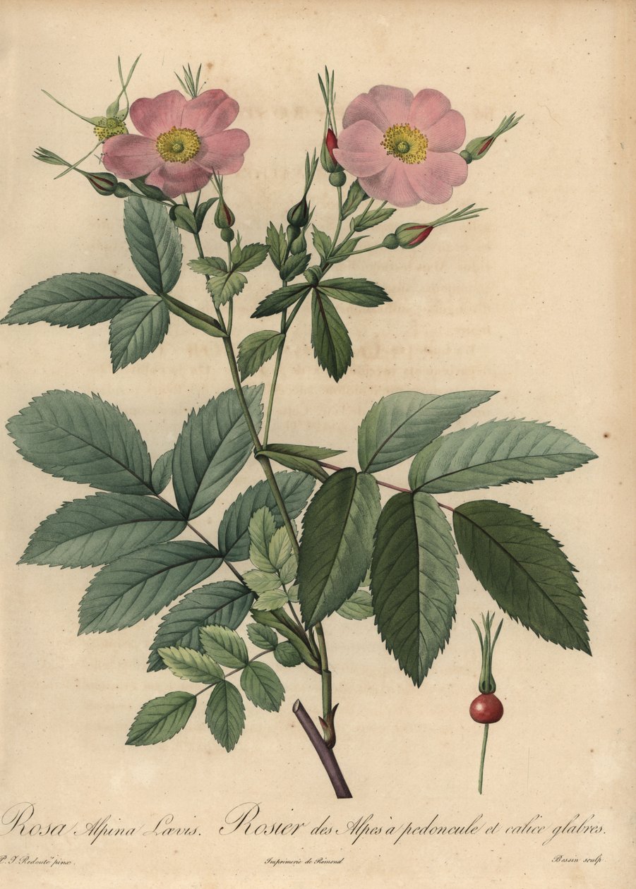 Rosa pingulina rosa alpina, Rosa pendulina de Pierre Joseph Redouté