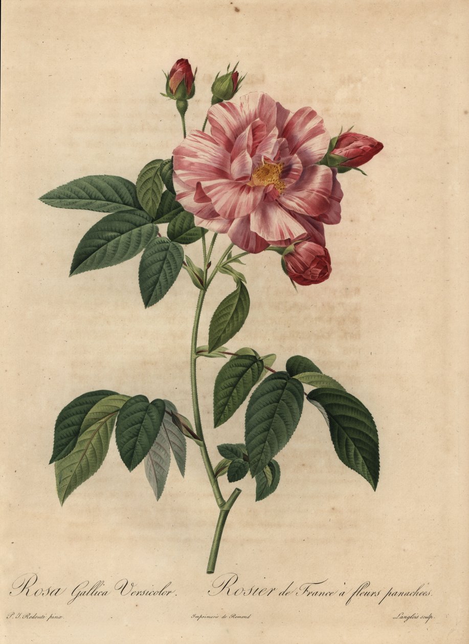 Rosa gálica rosa e branca ou rosa francesa, Rosa gallica de Pierre Joseph Redouté