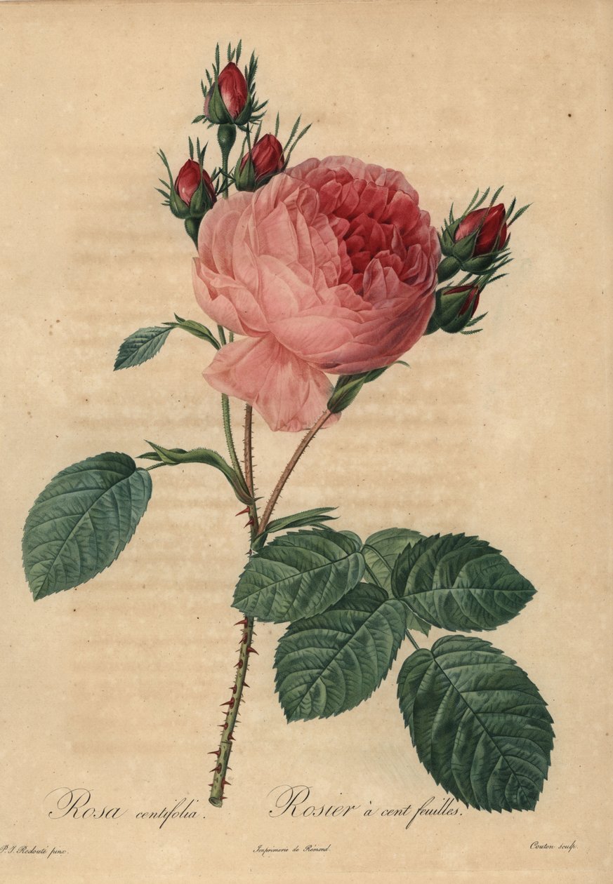 Rosa repolho rosa ou rosa da Provença, Rosa centifolia de Pierre Joseph Redouté