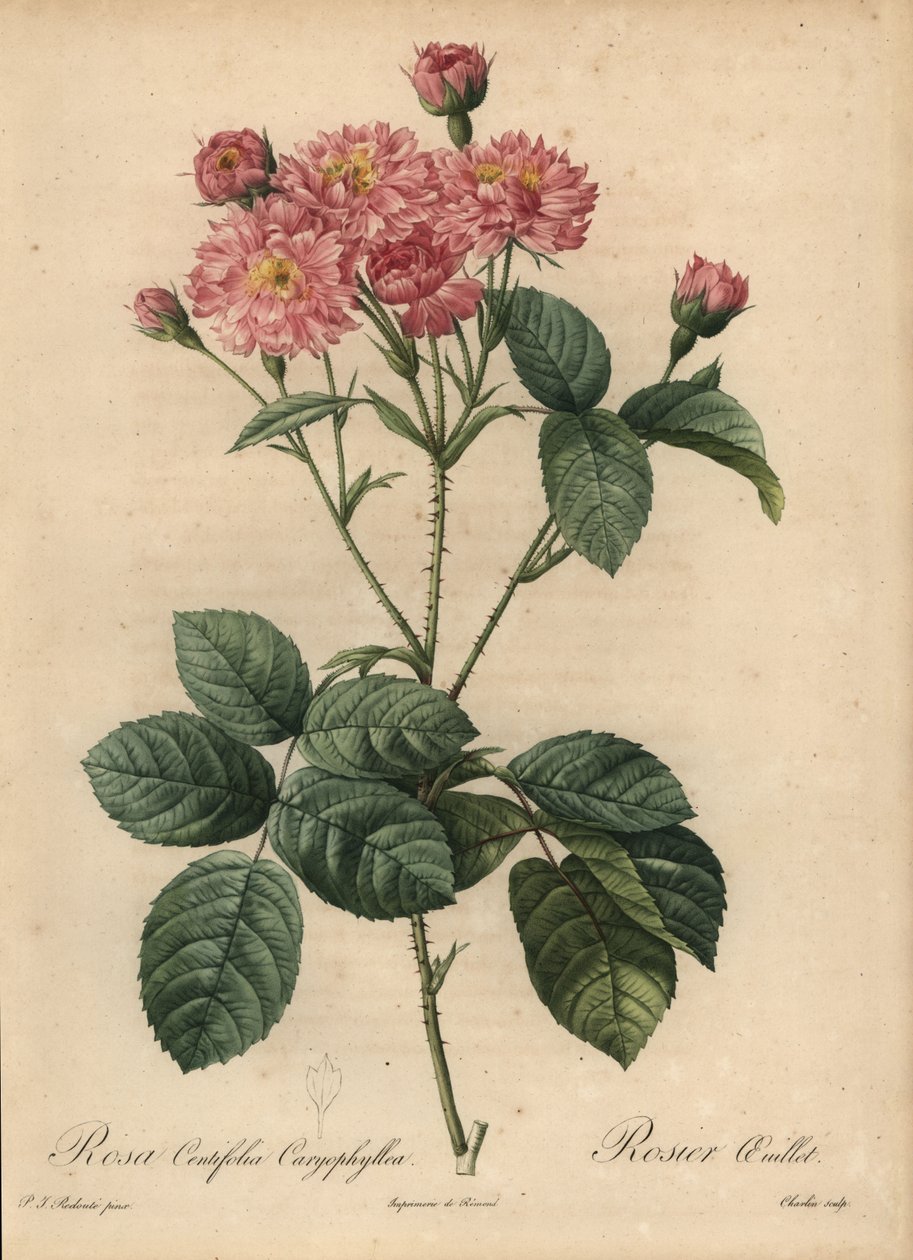 Rosa centifolia, Rosa centifolia de Pierre Joseph Redouté
