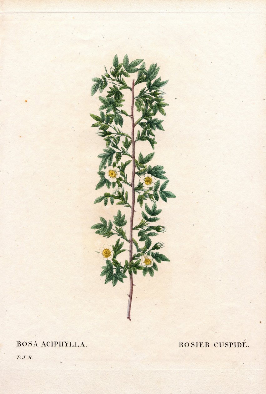 Cuspidato rosa, variedade Rosa canina. Rosa canina, Rosa aciphylla. Gravura em chapa de cobre colorida à mão de "Les Roses", de Pierre Joseph Redoute, Paris. de Pierre Joseph Redouté