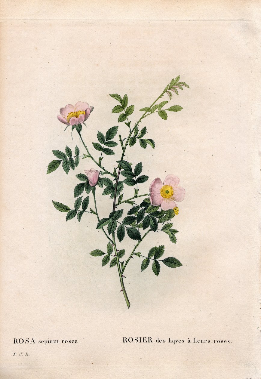 Rosa sebe rosa, Rosa aggrestis variedade, Rosa dos fenos com flores rosa. Gravura em chapa de cobre colorida à mão, de Pierre Joseph Redoute, "Les Roses", Paris de Pierre Joseph Redouté