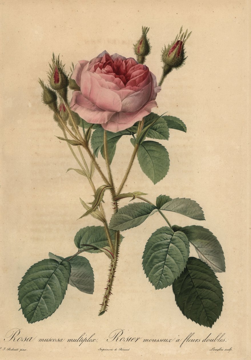 Rosa rosa musgo, Rosa centifolia f. muscosa de Pierre Joseph Redouté