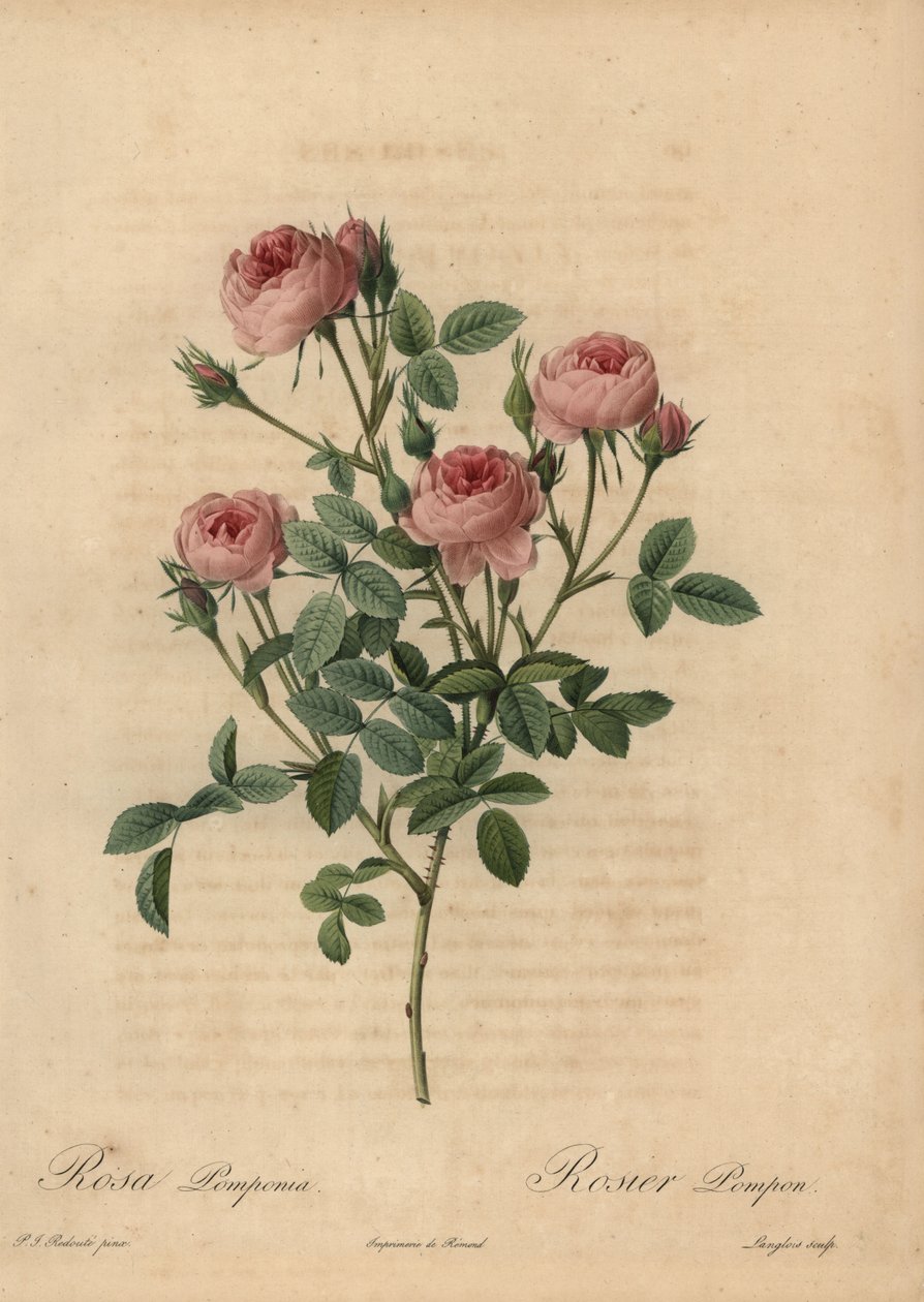Rosa pompom rosa, Rosa centifolia de Pierre Joseph Redouté