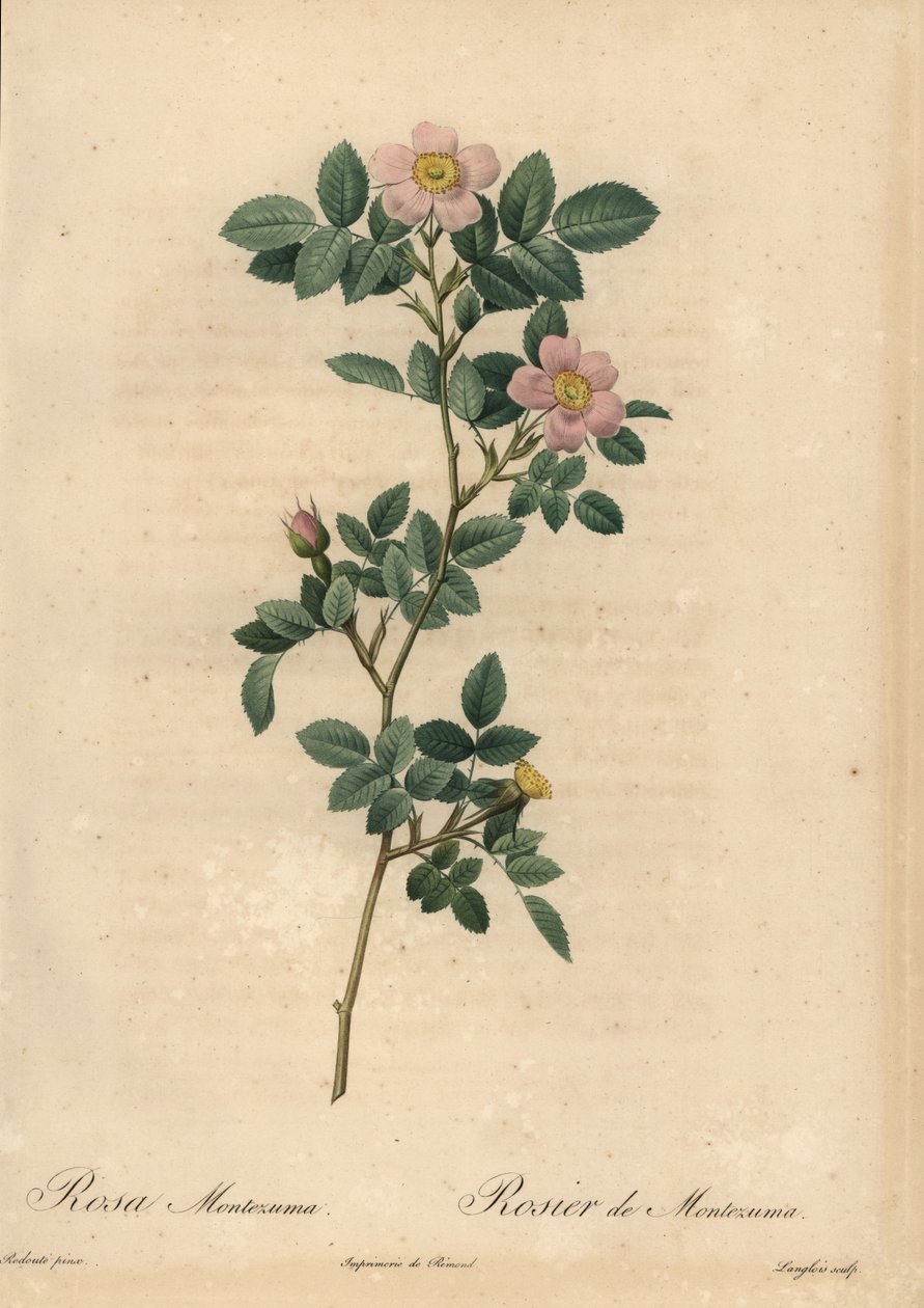 Rosa rosa, Rosa montezuma de Pierre Joseph Redouté