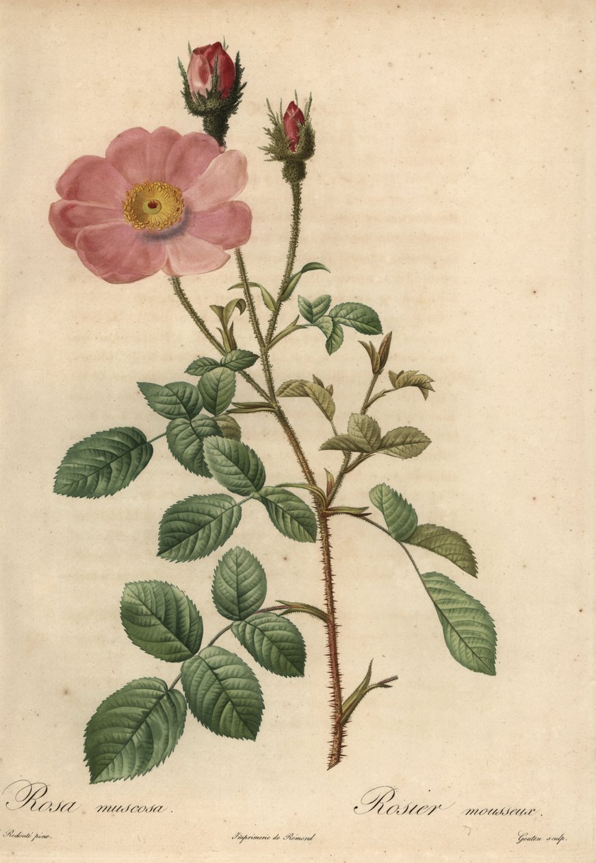 Rosa rosa, rosa musgo de Pierre Joseph Redouté
