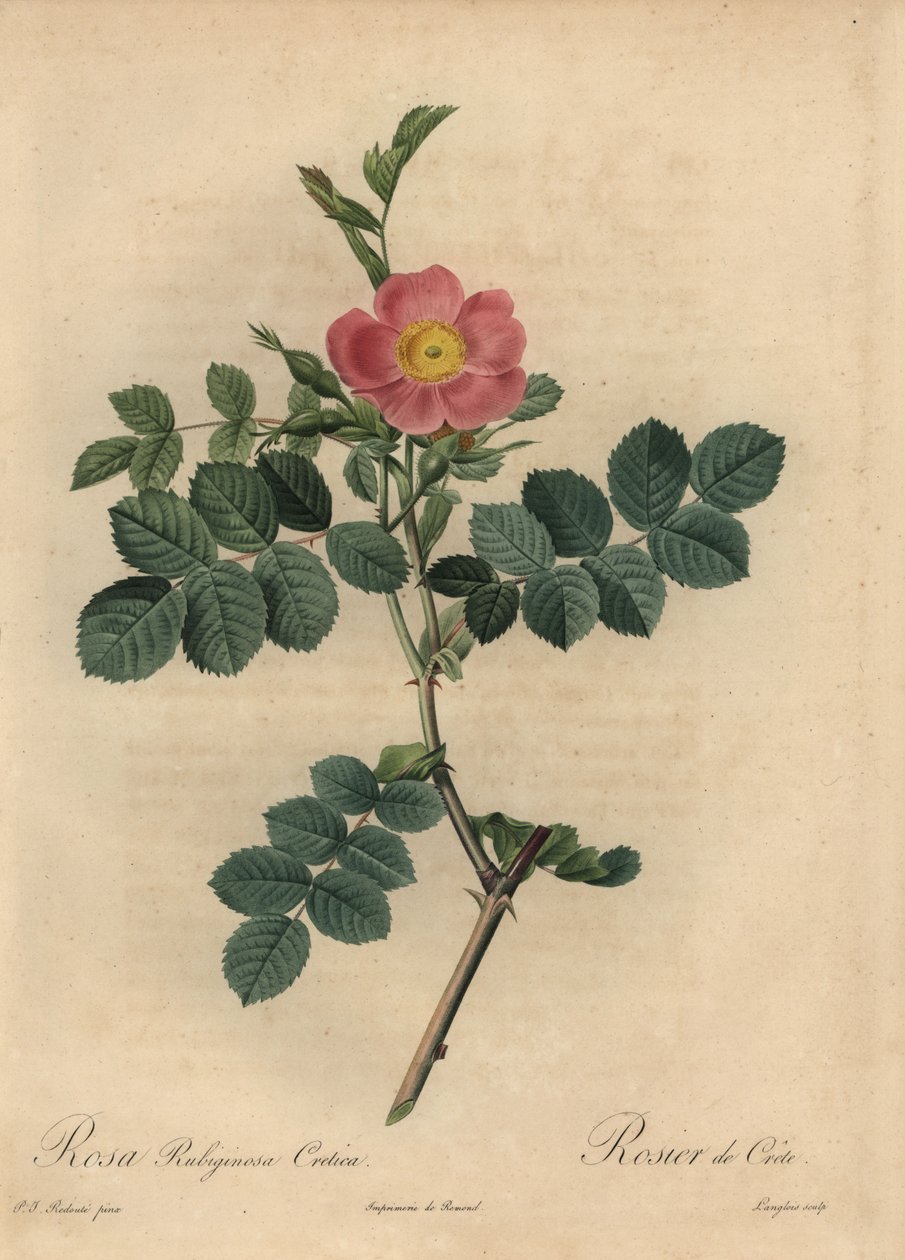 Rosa rubiginosa rosa, Rosa rubiginosa de Pierre Joseph Redouté