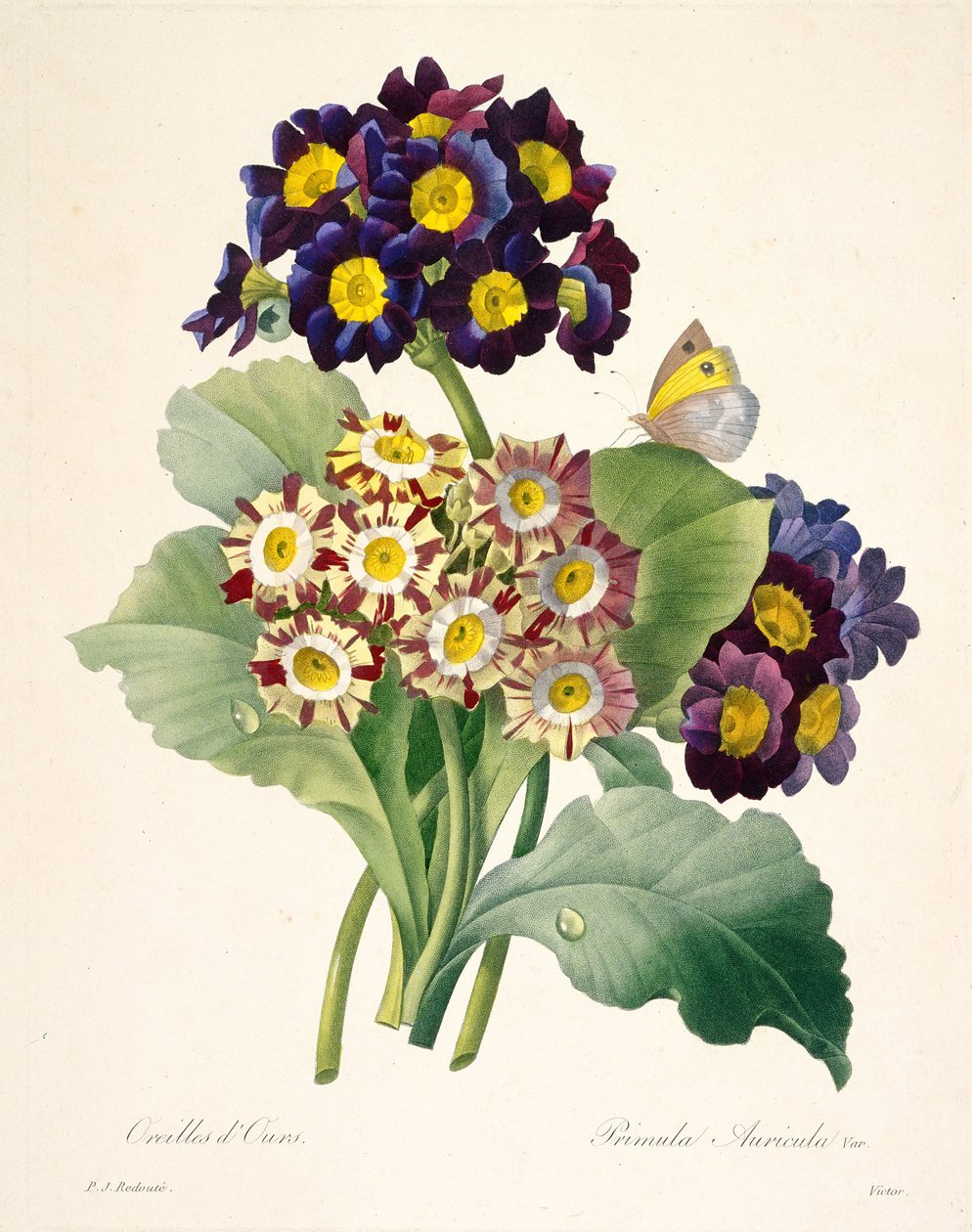Primula auriculata Prímulas, 1827 de Pierre Joseph Redouté