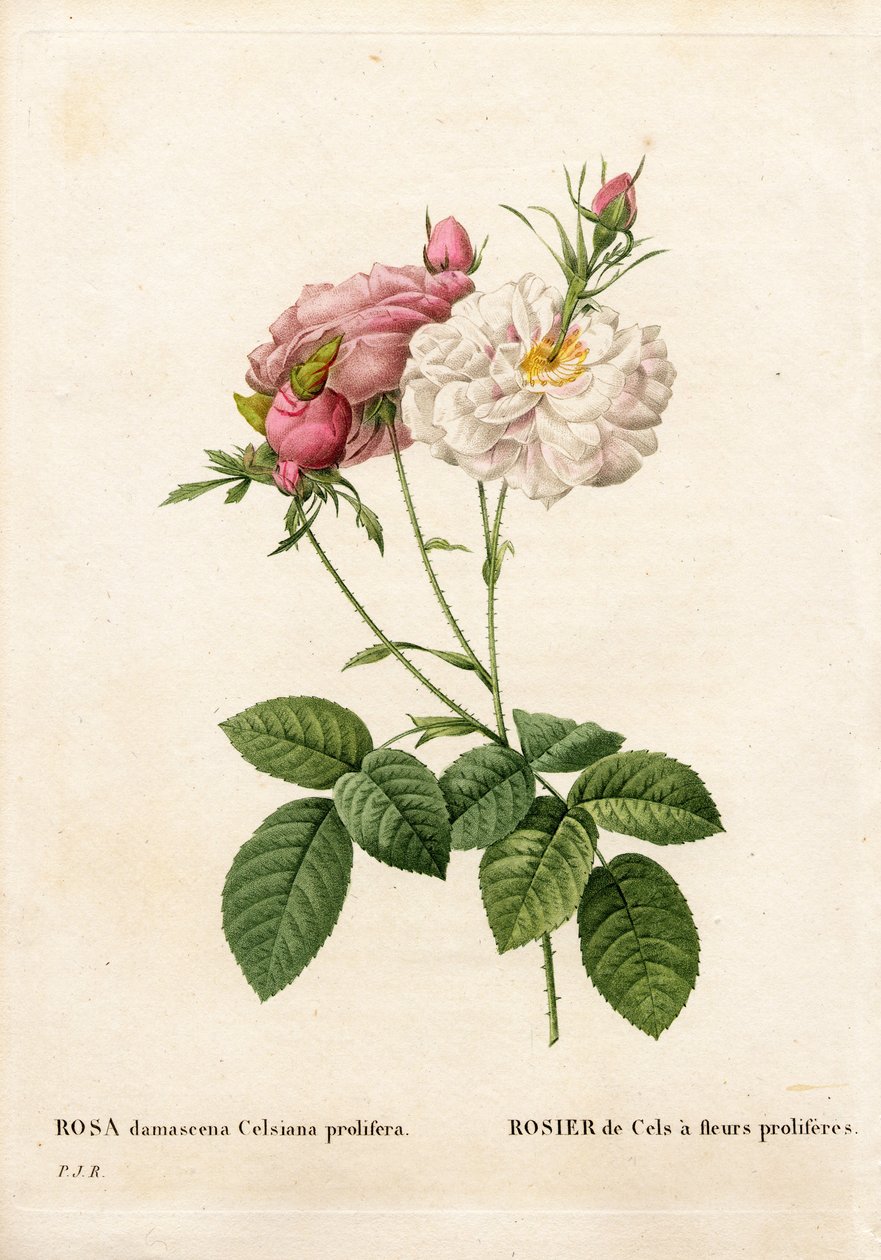 Rosa Cels Proliferosa, Rosa damascena var. incarnata-maxima, Rosa Cels prolifera em flores. Gravura em chapa de cobre colorida à mão de "Les Roses", Paris, de Pierre Joseph Redoute de Pierre Joseph Redouté