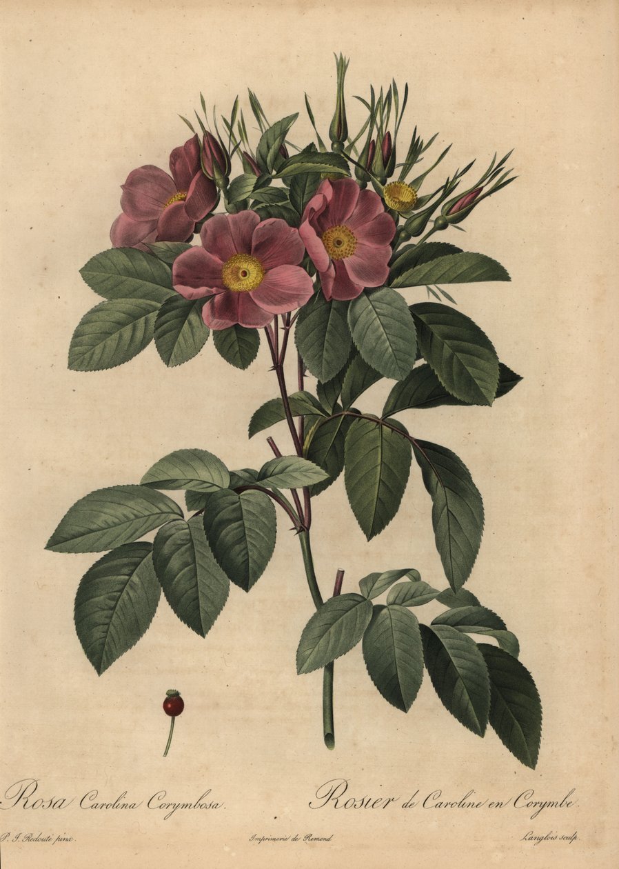 Rosa carolina roxa ou rosa de pasto, Rosa carolina corymbosa de Pierre Joseph Redouté