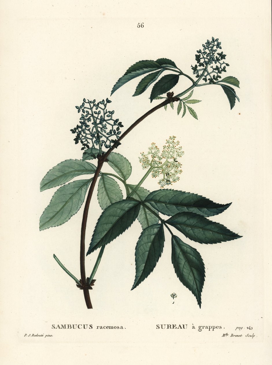 Sabugueiro vermelho ou sabugueiro vermelho-sangue, Sambucus racemosa. Gravura de agulha colorida por Miss Brenet depois de uma ilustração de Pierre-Joseph Redoute de Henri Louis Duhamel du Moncel