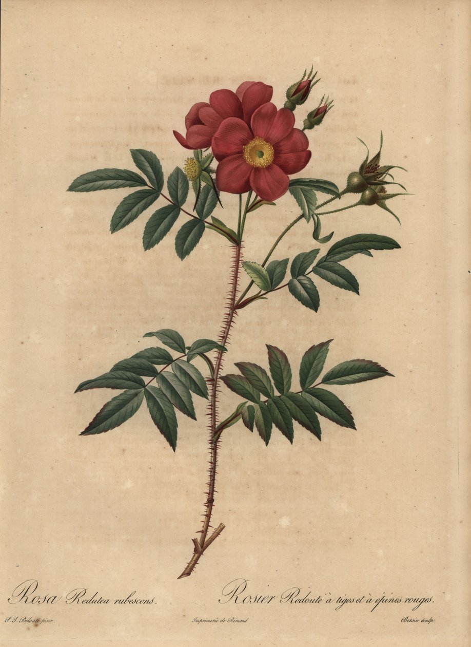 Rosa vermelha, Rosa de Pierre Joseph Redouté
