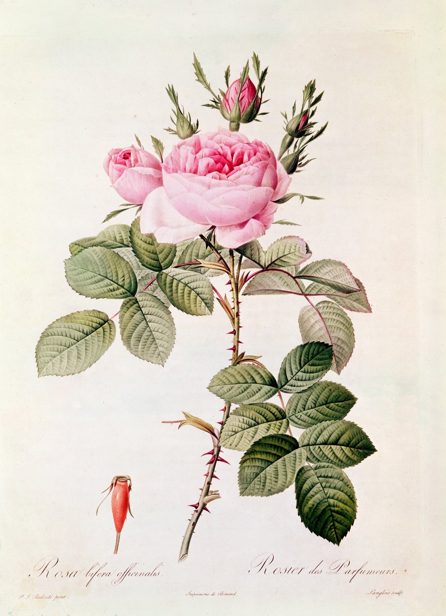 Rosa Bifera Officinalis, de &39;The Roses&39; de Claude Antoine Thory (1757-1827) gravado por Eustache Hyacinthe Langlois (1777-1837) de Pierre Joseph Redouté