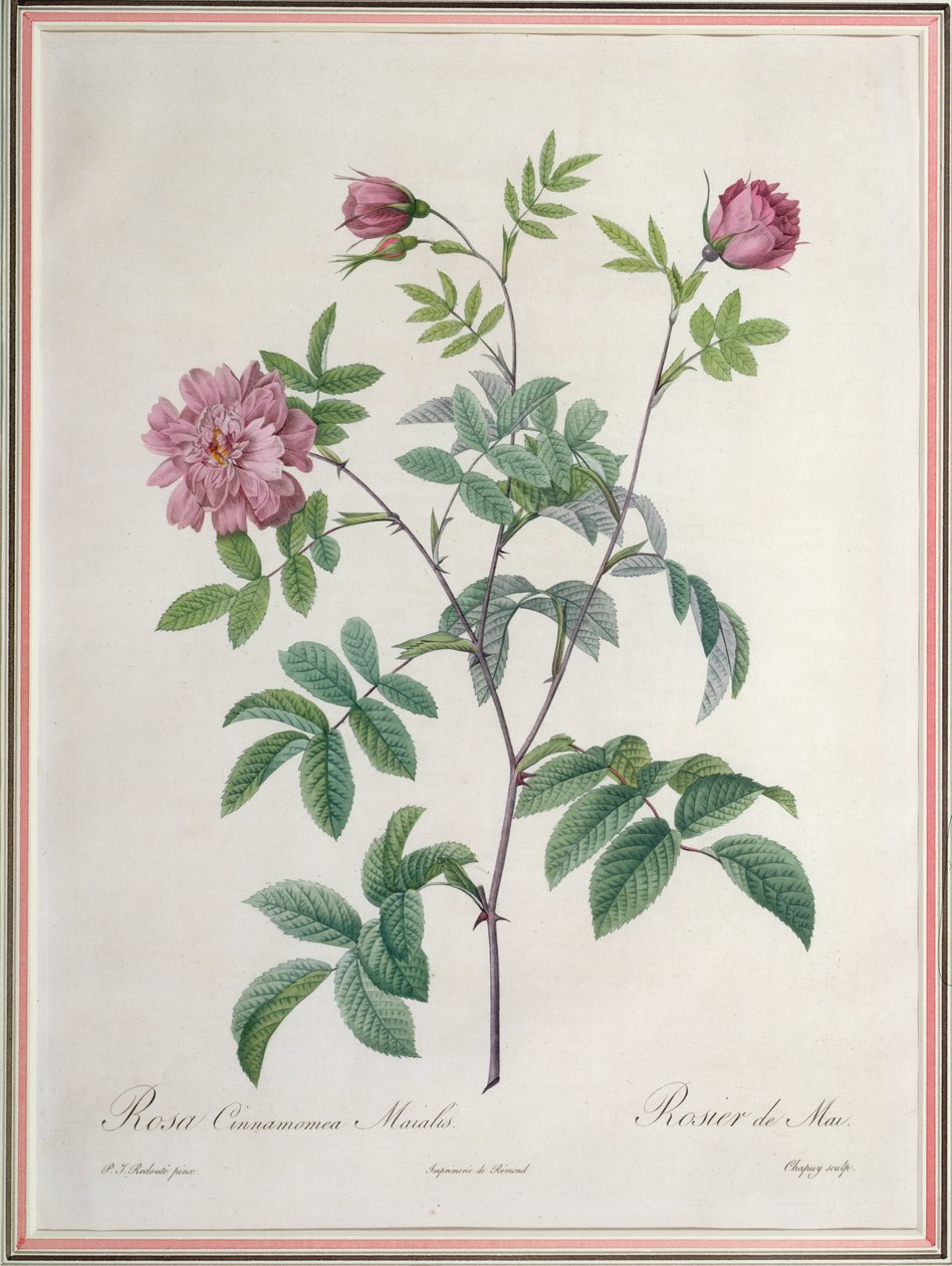 Rosa Cinnamomea Maialis, gravada por Chapuy, publicada por Remond de Pierre Joseph Redouté