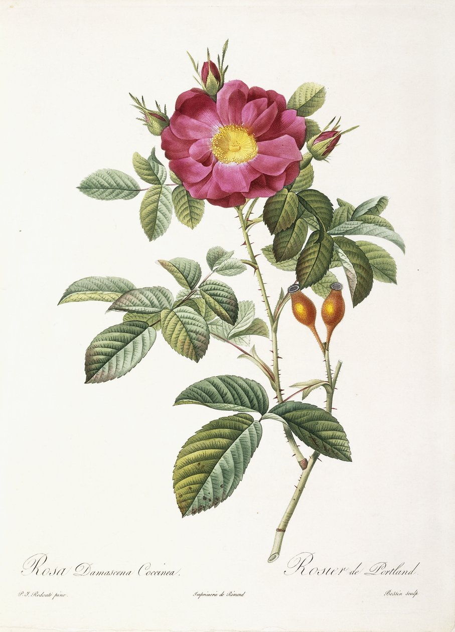 Rosa Damascena Coccina de Pierre Joseph Redouté