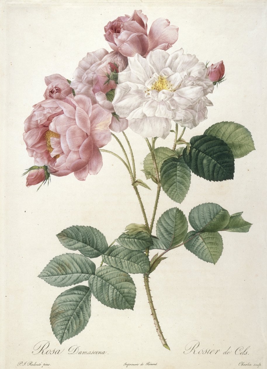 Rosa Damascena, Rosier de Cels, de Les Roses, 1817-24 (gravura pontilhada à mão) de Pierre Joseph Redouté