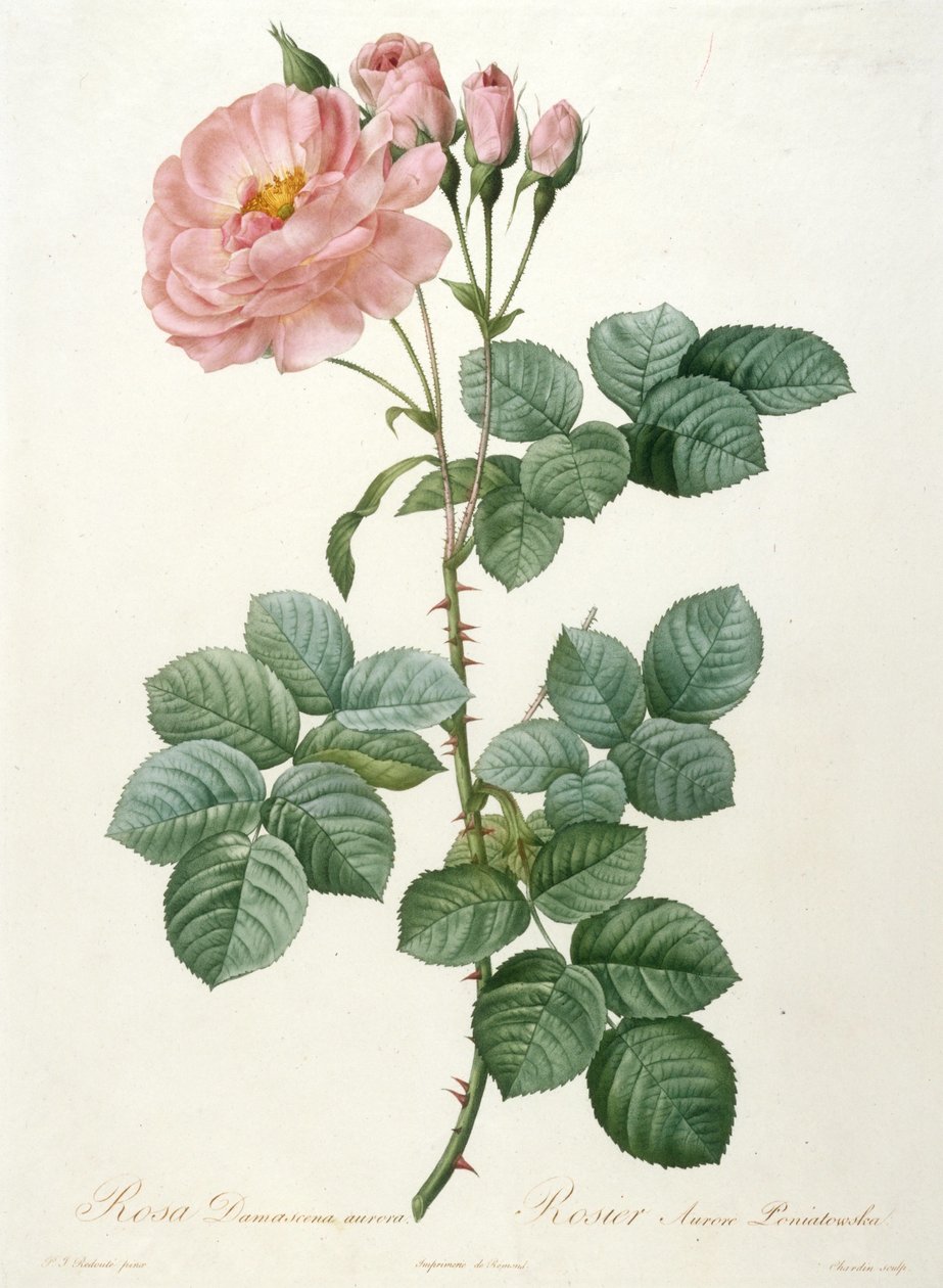 Rosa Damascena aurora, Rosier Aurore Poniatowska De La Couronne de roses, 1817-1824. de Pierre Joseph Redouté
